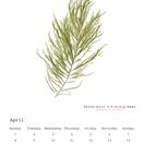 Seaweed Calendar 2024 - SPECIAL OFFER! additional 6