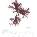Seaweed Calendar 2024 - SPECIAL OFFER! additional 14