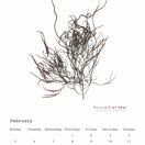Seaweed Calendar 2024 - SPECIAL OFFER! additional 4