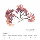 Seaweed Calendar 2024 - SPECIAL OFFER! additional 3