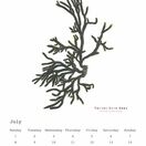 Seaweed Calendar 2024 - SPECIAL OFFER! additional 9