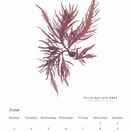 Seaweed Calendar 2024 - SPECIAL OFFER! additional 8