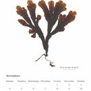 Seaweed Calendar 2024 - SPECIAL OFFER! additional 13