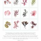 Seaweed Calendar 2024 - SPECIAL OFFER! additional 15