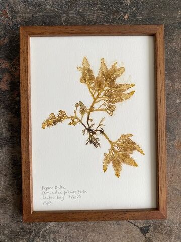 Original Mini Framed Seaweed Pressing - Pepper Dulse