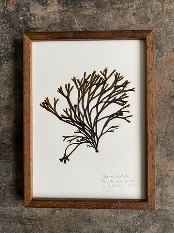 Original Mini Framed Seaweed Pressing - Channel Wrack