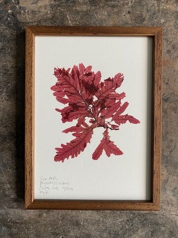 Original Mini Framed Seaweed Pressing - Sea Oak