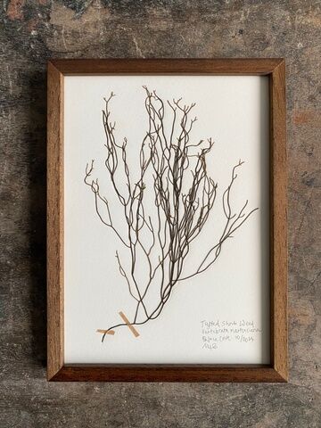 Original Mini Framed Seaweed Pressing - Tufted Shrub Weed