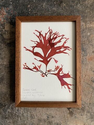 Original Mini Framed Seaweed Pressing - Shaded Weed