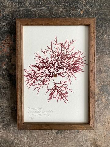 Original Mini Framed Seaweed Pressing - Bunny Ears