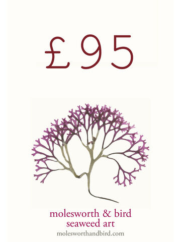 £95 Gift Voucher