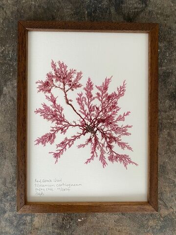 Original Mini Framed Seaweed Pressing - Red Comb Weed