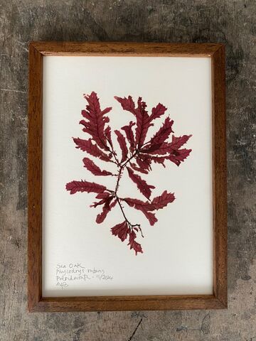 Original Mini Framed Seaweed Pressing - Sea Oak