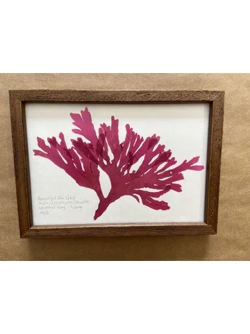 Original Mini Framed Seaweed Pressing - Beautiful Fan Weed (Landscape)