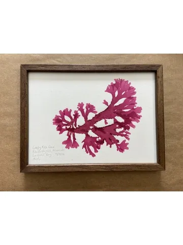 Original Mini Framed Seaweed Pressing - Leafy Rose Weed