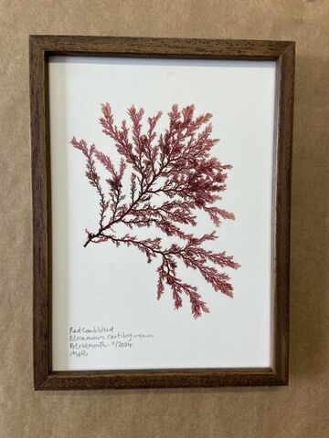 Original Mini Framed Seaweed Pressing - Red Comb Weed