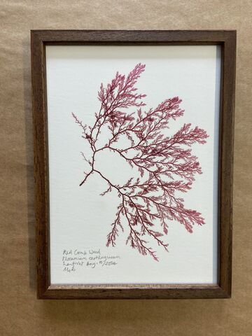 Original Mini Framed Seaweed Pressing - Red Comb Weed