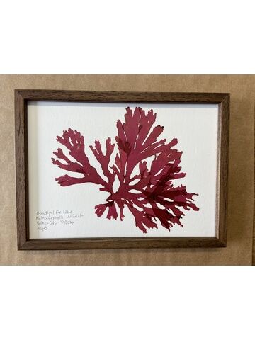 Original Mini Framed Seaweed Pressing - Beautiful Fan Weed (Landscape)