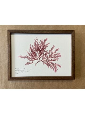 Original Mini Framed Seaweed Pressing - Red Comb Weed (Landscape)