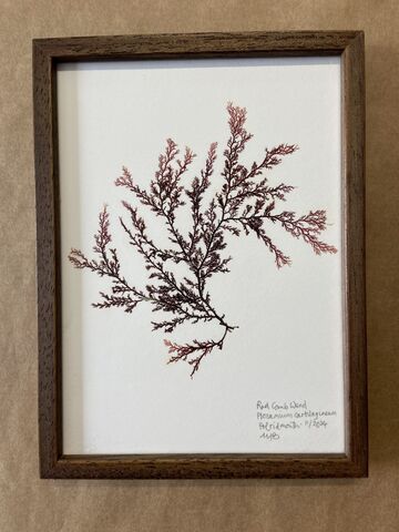 Original Mini Framed Seaweed Pressing - Red Comb Weed