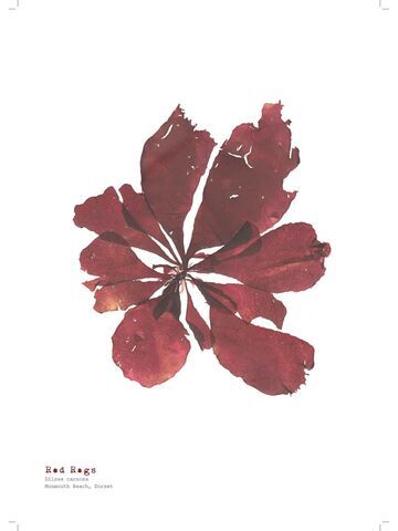 Red Rags - Pressed Seaweed Print A3