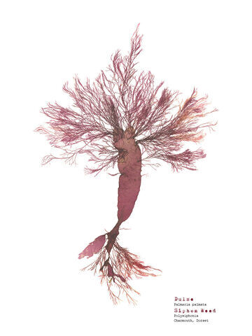 Dulse & Siphon Weed (Charmouth) - Pressed Seaweed Print A3