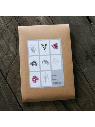 Pack of 8 British Seaweeds Greetings Cards - Set 1