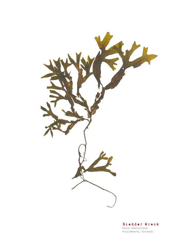 Bladder Wrack - Pressed Seaweed Print A3