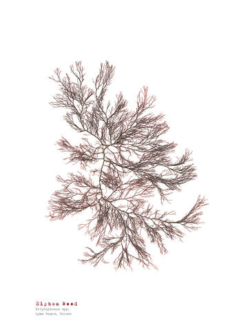 Siphon Weed - Pressed Seaweed Print A3