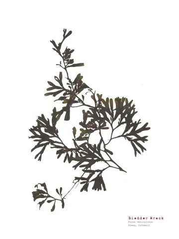 Bladder Wrack - Pressed Seaweed Print A4