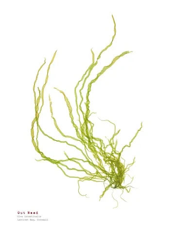 Gut Weed - Pressed Seaweed Print A4