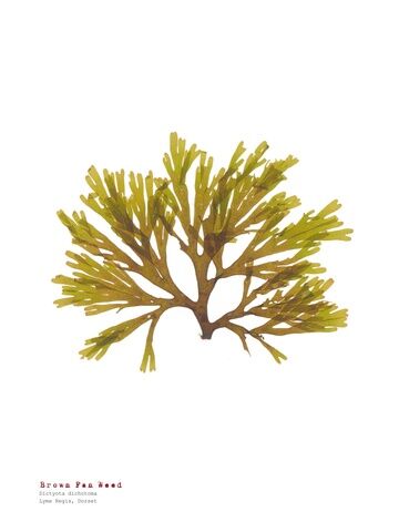 Brown Fan Weed - Pressed Seaweed Print A4