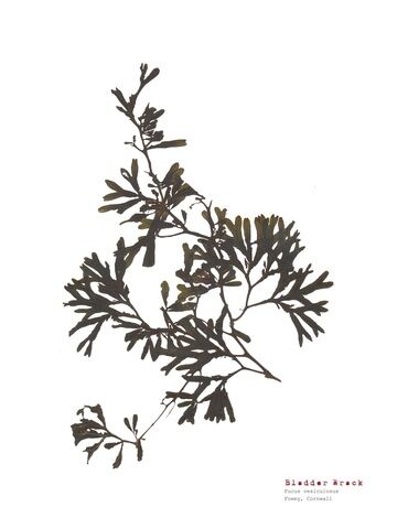 Bladder Wrack - Pressed Seaweed Print A3