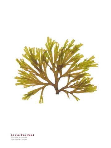 Brown Fan Weed - Pressed Seaweed Print A3
