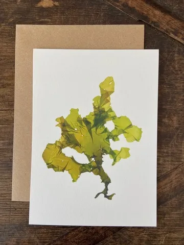 Sea Lettuce - Single Greeting Card