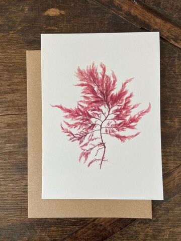 Siphoned Feather Weed - Greeting Card
