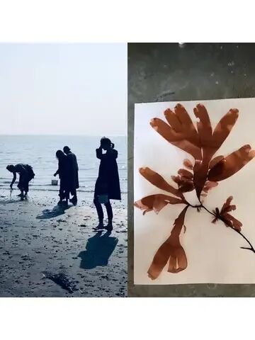 Seaweed Pressing Workshop - Thursday 26th June 2025 (PM)