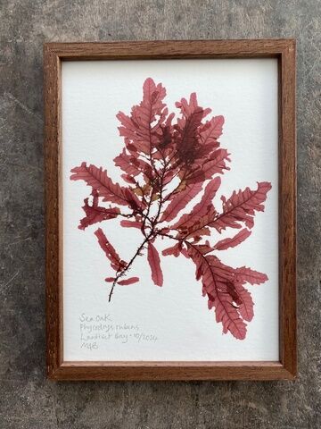 Original Framed Mini Seaweed Pressing - Sea Oak