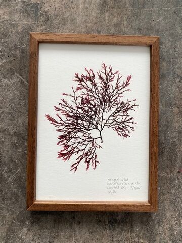 Original Mini Framed Seaweed Pressing - Winged Weed