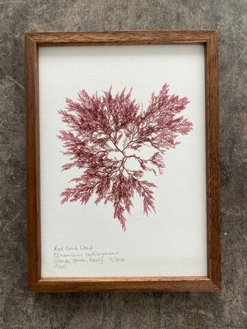 Original Mini Framed Seaweed Pressing - Red Comb Weed