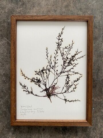 Original Mini Framed Seaweed Pressing - Wireweed