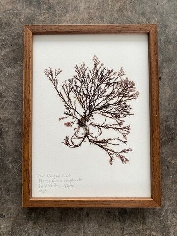 Original Mini Framed Seaweed Presssing - Flat Winged Weed