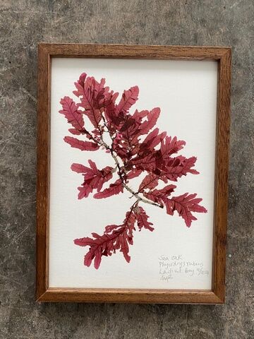 Original Mini Framed Seaweed Pressing - Sea Oak