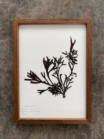 Original Mini Framed Seaweed Pressing - Channel Wrack