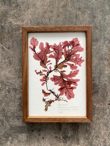 Original Mini Framed Seaweed Pressing - Sea Oak