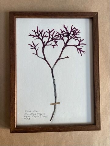 Original Mini Framed Seaweed Pressing - Irish Moss