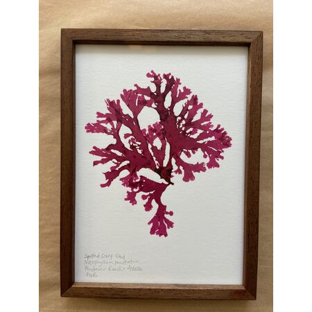 Original Framed Mini Seaweed Pressing - Spotted Scarf Weed only £75.00