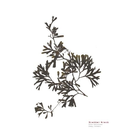 Bladder Wrack - Pressed Seaweed Print A3 only £34.00