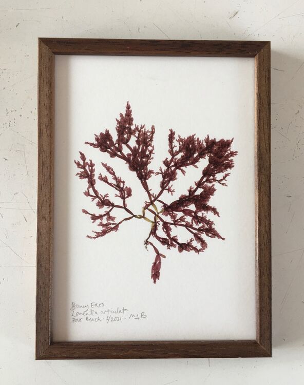 Original Framed Seaweed Pressing - Bunny Ears only £75.00