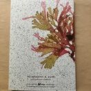 Seaweed Print A5 Notebook - Beautiful Fan Weed additional 2